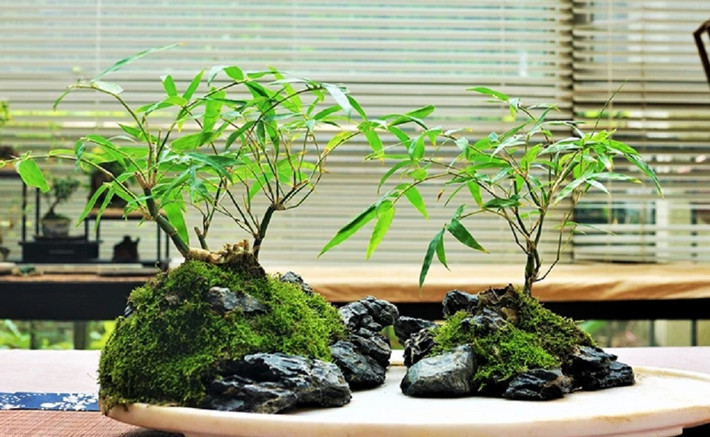 Có dáng như cây tre, cây gừng được ví như biểu tượng của việc không ngừng vươn lên, giúp tạo động lực trong cuộc sống. Ảnh: Toutitao