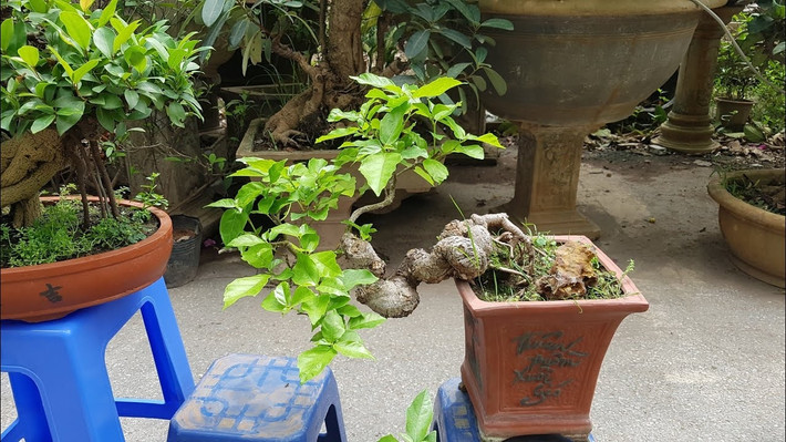 Sung mini dáng huyền đẹp mê mẩn. Ảnh: YouTube