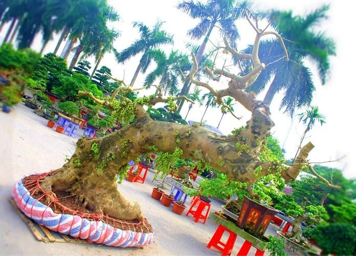 Trên thị trường từng xuất hiện cây sung bonsai khủng có giá trăm triệu của một nhà vườn ở Hưng Yên. Ảnh: Bảo Ngọc