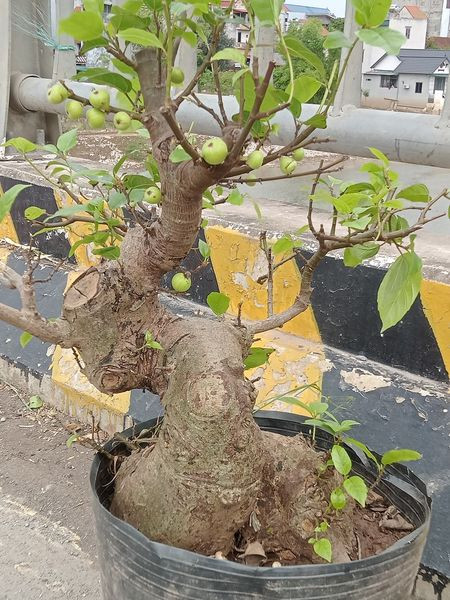 Sung có ưu điểm là không đòi hỏi sự chăm sóc đặc biệt. Tuy nhiên, để có một chậu bonsai đẹp, người trồng phải mất nhiều thời gian để cắt, tỉa. Ảnh: Facebook