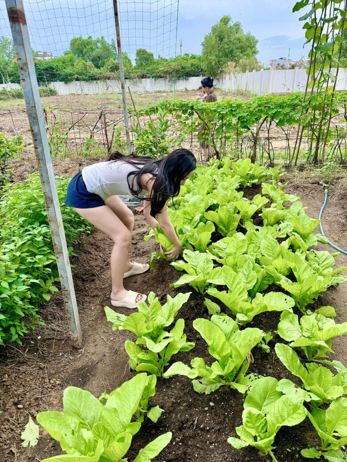 Nhờ vườn rau mà vợ chồng Đoàn Di Băng không phải tốn kém chi phí cho việc mua rau ngoài chợ. Ảnh: FBNV
