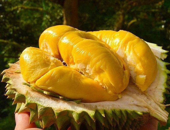 Trên thị trường, giá sầu riêng Ri6 hiện dao động từ 45.000 - 100.000 đồng/kg, tùy loại. Ảnh: Invest Global