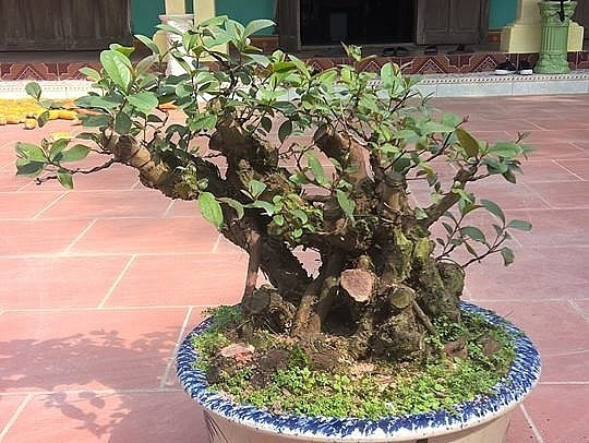 Vì vậy, sim bonsai có thể đặt ở ban công hay vườn, sân nhà, cửa sổ... đều không lo bị tác động bởi nắng, mưa. Ảnh: Thương hiệu & pháp luật