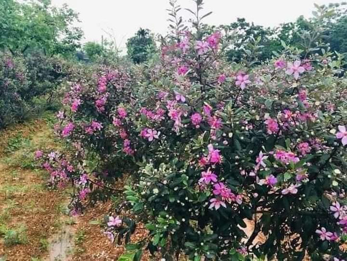 Theo người bán, sim rừng bonsai được ưa chuộng bởi vẫn còn khá mới mẻ với nhiều người. Ảnh: Facebook