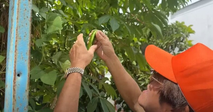 Nhiều cây trái đã quá độ thu hoạch như đậu bắp già không có ai thu hái. Ảnh chụp màn hình
