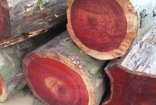 Gỗ giáng hương có tính ứng dụng cao, thường được sử dụng trong xây dựng, làm đồ mỹ nghệ và nhiều đồ dùng cao cấp khác. Ảnh: Internet