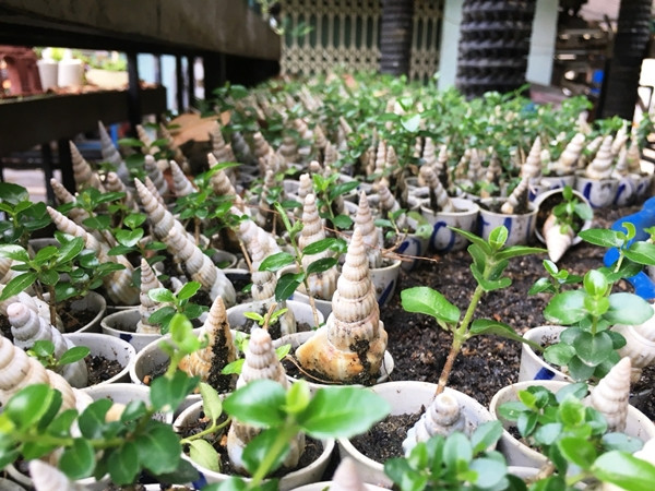 Ông Phúng trồng cây sam hương siêu mimi vào bất kỳ vật dụng nào có thể như mô hình siêu xe ô tô, mô tô, con ốc, vỏ sò...Ảnh: Dân Việt
