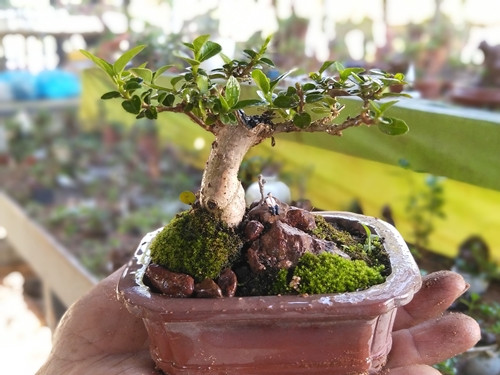 Theo ông Phúng, cây sam hương có sức sống mãnh liệt trong điều kiện thời tiết khắc nghiệt...Ảnh: Người lao động