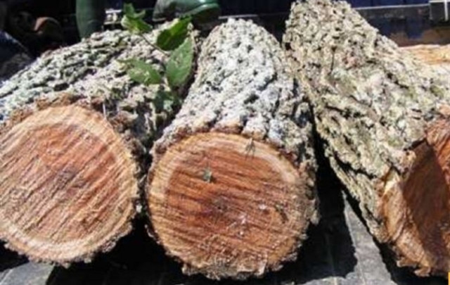 Trên thị trường, giá gỗ du sam phụ thuộc vào nhiều yếu tố như kích thước, độ tuổi và chất lượng. Ảnh: Nguyễn Dũng Royal