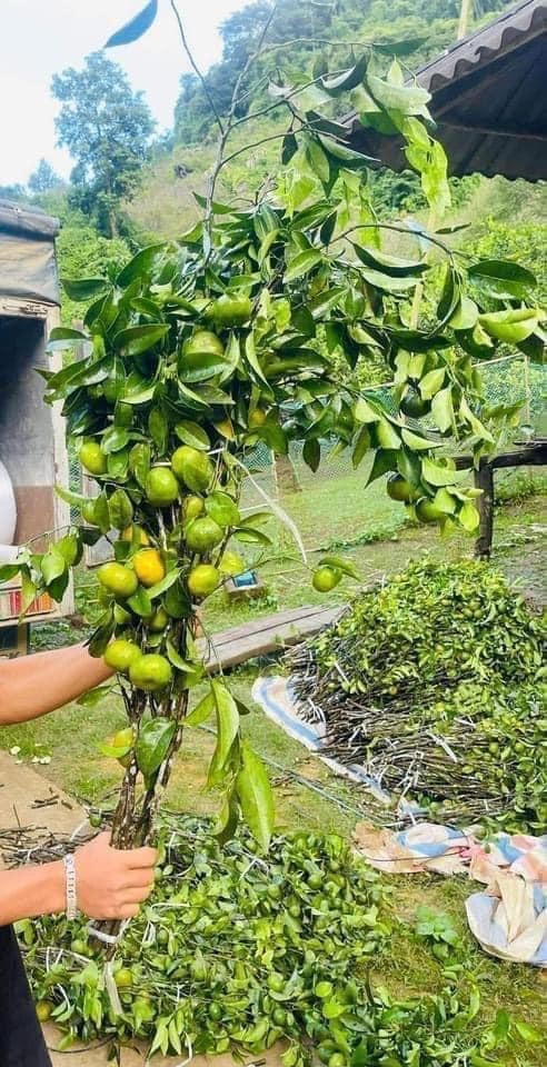 Tuy nhiên, khách hàng thường phải đặt trước cành quả quýt mới có hàng. Bởi, các shop bán online thường nhận đơn từ khách, sau đó dựa trên số lượng để nhập về bán. Ảnh: Facebook