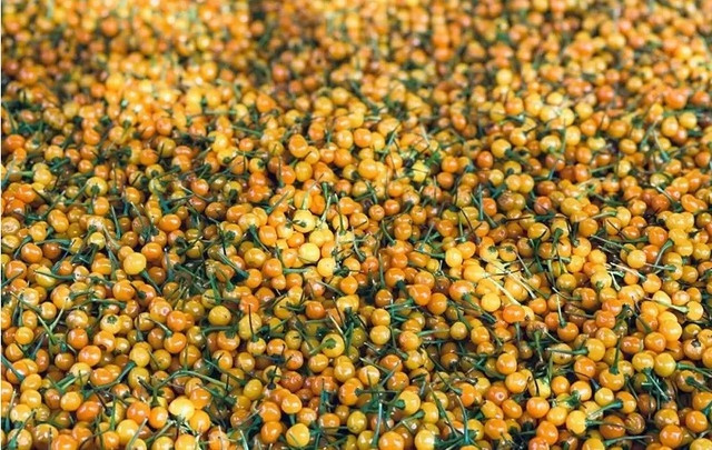 Thậm chí có thời điểm, giá bán ớt Aji Charapita tăng lên đến 35.000 USD/kg (hơn 800 triệu đồng). Ảnh: Pixabay