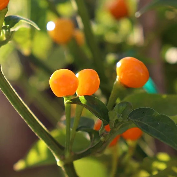 Cây ớt Charapita mọc tự nhiên, cao từ 40-55cm, và sau 90 ngày có thể thu hoạch quả. Ảnh: Pepper Joe's