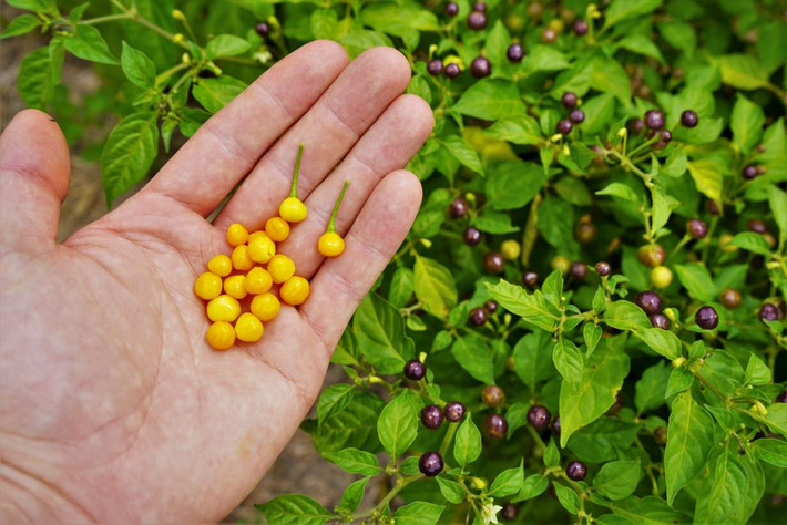 Ớt Aji Charapita được coi là loại gia vị đắt nhất nhì thế giới. Giá bán ớt Aji Charapita cho các nhà hàng hạng sang ở một số quốc gia là 25.000 USD mỗi kg (tương đương hơn 580 triệu đồng/kg). Ảnh: Peppergeek