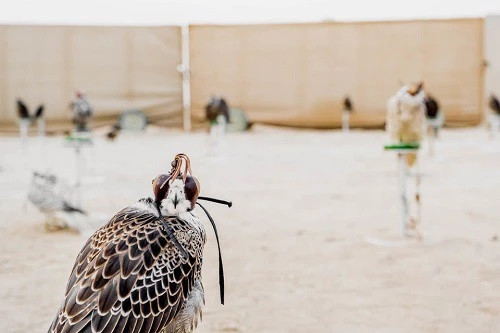 Tại UAE, những con chim phải có hộ chiếu để tránh nạn buôn lậu. Ảnh: BI