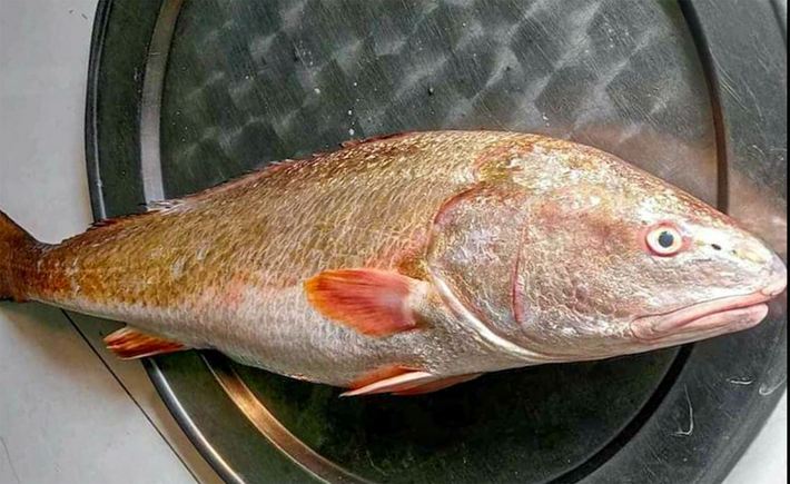 Nhìn thoáng qua, cá sủ vàng có miệng rộng và khá nhọn, màu vàng nghệ, hàm dưới kéo dài tới dưới sau hốc mắt, răng khỏe. Ảnh: Người đưa tin