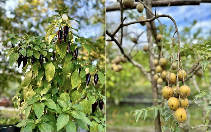 Yêu thích vườn tược, Mỹ Tâm trồng rất nhiều cây ăn trái như xoài, bưởi, táo, ổi, mít trên mảnh đất hàng nghìn m2 ở Củ Chi. Ảnh: FBNV
