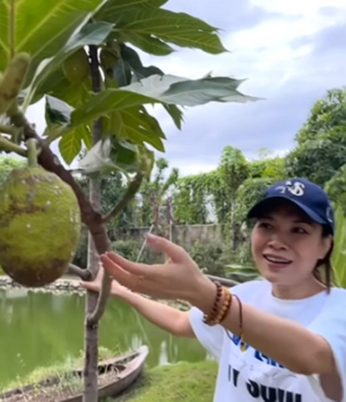 Mới đây, ca sĩ Mỹ Tâm đăng video thu hoạch sa kê sai trĩu cành trong "biệt phủ" nghìn mét vuông. Do sơ ý làm gãy thân một cây, Mỹ Tâm vuốt ve xin lỗi khiến người xem bật cười. Ảnh chụp màn hình