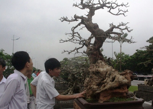 Nhiều dân chơi trong giới sinh vật cảnh đánh giá cây thuộc vào “hàng hiếm có, khó tìm” bởi gốc lũa tự nhiên, bố cục hài hòa, vừa toát lên vẻ mạnh mẽ lại mang dáng dấp uyển chuyển, tinh tế. Ảnh: Vietnamnet