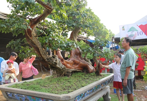 Cây trắc cảnh hơn 100 năm tuổi, có tán rộng 1,7m, chiều cao 2,3m, dài 3,2m. Dù có hình thù độc đáo trong tự nhiên nhưng phải mất hơn 20 năm chăm sóc, uốn tỉa cây mới có dáng ổn định theo thế trực xiêu như hiện nay. Ảnh: Báo Đắk Lắk Điện tử