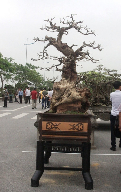 Cách đây vài năm, giới chơi cây rầm rộ chia sẻ về cây trắc trăm tuổi nửa sống nửa chết được trả tiền tỷ nhưng chủ nhân chưa gật đầu. Ảnh: Vietnamnet
