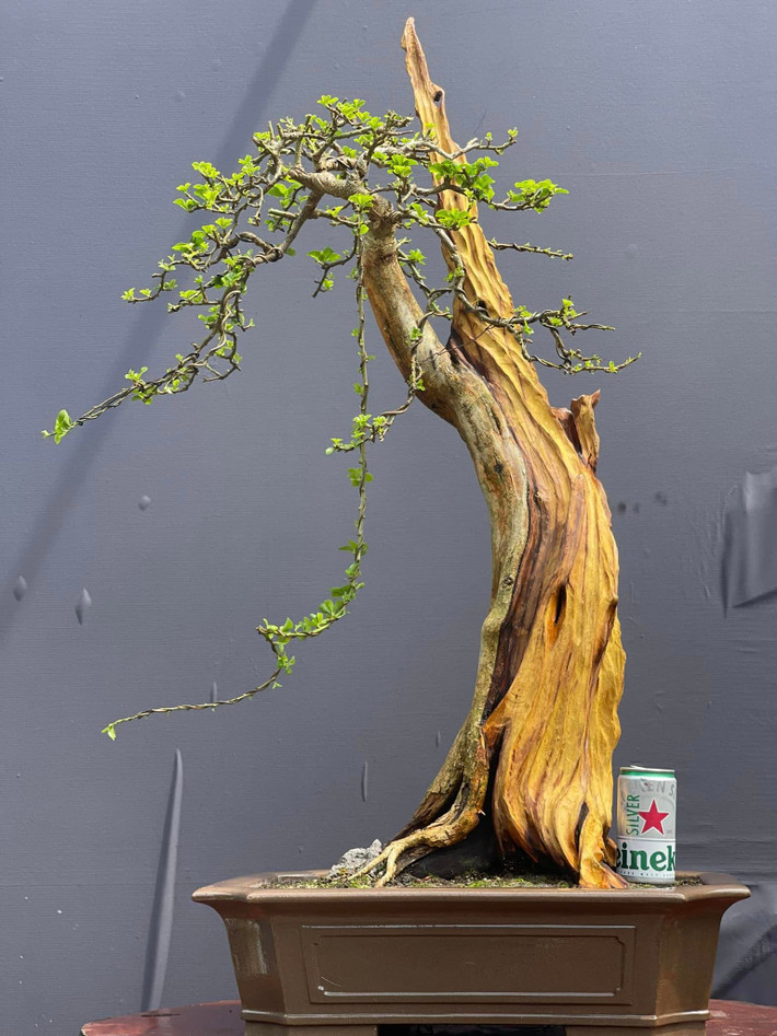 Đó là những cây bonsai trắc nghệ, giá vài triệu đến vài chục triệu đồng tùy vào kích thước. Ảnh: Facebook