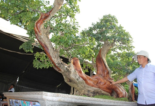 Năm 2019, cây trắc cảnh của anh Nguyễn Đức Toản (trú phường An Lạc, Thị xã Buôn Hồ, tỉnh Đắk Lắk) có giá trị hơn 1 tỷ đồng, nhiều người năn nỉ mua nhưng vẫn không bán. Ảnh: Báo Đắk Lắk Điện tử