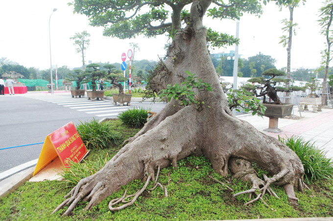 Cây sung bonsai cao khoảng 2m, đường kính bệ rễ khoảng 3m. Ảnh: Công luận