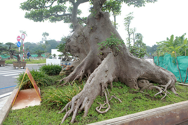 Không chỉ rễ, thân cây cũng bè dẹt rất đặc biệt. Ảnh: Dân Việt