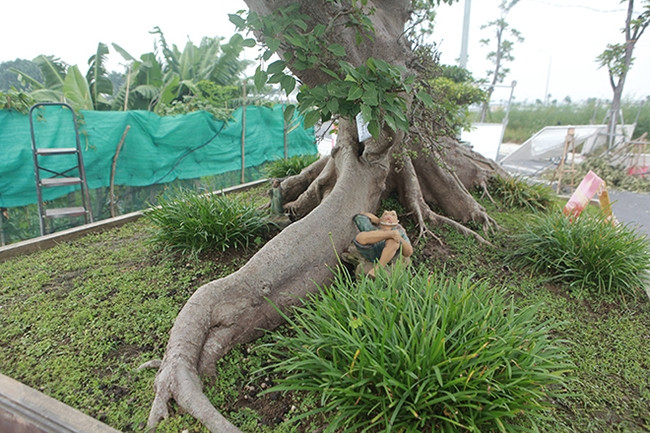 Gốc cây có nhiều rễ lớn nổi trên mặt đất, trên rễ lớn có nhiều rễ nhỏ, màu bệ rễ như đá đã hóa thạch. Ảnh: Dân Việt