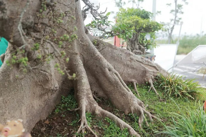 Tất cả bộ rễ đều bè dẹt chứng tỏ cây nhiều năm tuổi. Ảnh: Người đưa tin