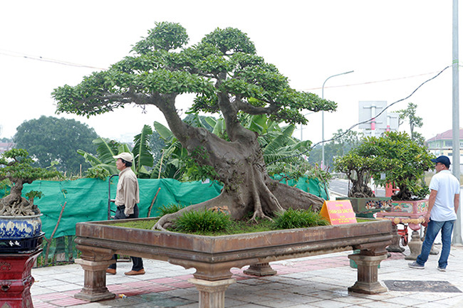 Tác phẩm mang tên “Thành quả sung túc” vì cây vững chãi như một bức tường thành. Ảnh: Dân Việt