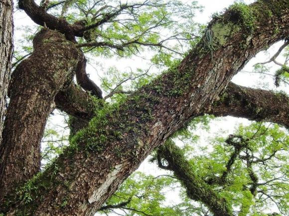Trên cây gỗ lim còn có một số thực vật ký sinh sống. Ảnh: Ngoisao