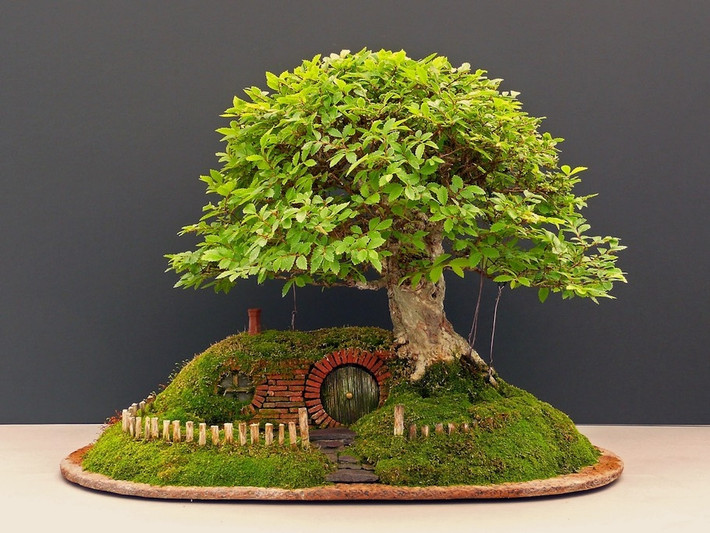 Một nghệ nhân bonsai đã dành hơn 80 giờ để tạo tác nên tác phẩm bonsai độc dáo này. Ảnh: Abanahomes