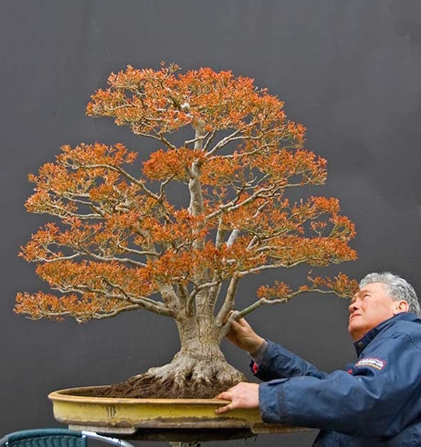Cây phong Nhật Bản Acer Palmatum là một cây bonsai nổi tiếng khác do bậc thầy Walter Pall phát triển. Cây được cho là khoảng 100 năm tuổi. Ảnh: Abanahomes