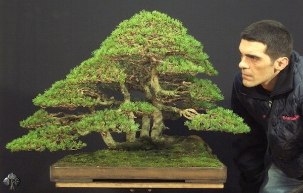 Cây bonsai Pinus Silvestris có lá dày, xanh đậm, tươi tốt, trông giống như một đám mây trên bầu trời. Ảnh: Abanahomes