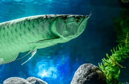 Cá rồng bạch kim là loại cá kích thước lớn, chiều dài cơ thể tới 90 cm và trọng lượng cơ thể hơn 7kg khi trường thành. Ảnh: Wiki
