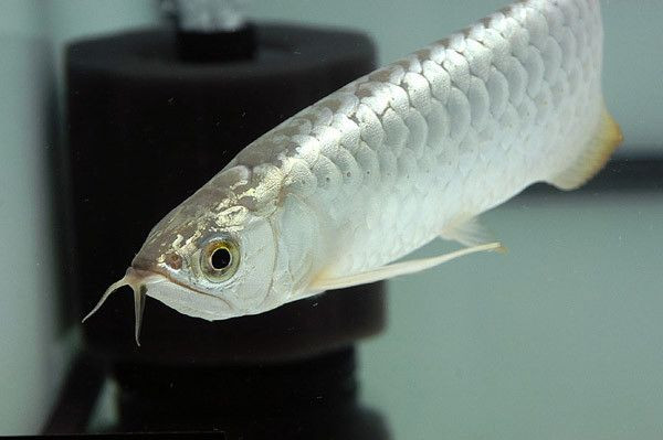 Cá rồng được ưa chuộng bởi hình dáng và thần thái sang trọng, quý phái khác biệt với các loại cá khác. Ảnh: Shutterstock