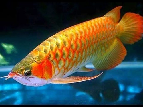 Vì những lý do đó mà giới chơi cá cảnh ở các nước châu Á như Trung Quốc, Singapore, Thái Lan, Indonesia, Malaysia,... và Việt Nam tôn vinh cá rồng là “ông hoàng” của các loài cá cảnh. Ảnh: Printest