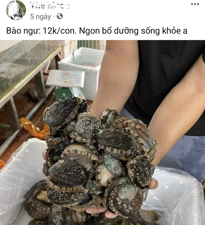 Trước đây, bào ngư tươi sống giá lên tới hàng triệu đồng, thậm chí bào ngư khô hàng chục triệu đồng mỗi kg. Nhưng thời gian qua, trên các chợ online, bào ngư được rao bán chỉ từ 12.000 đồng/con hoặc 345.000 đồng/kg. Ảnh: Nông thôn Việt