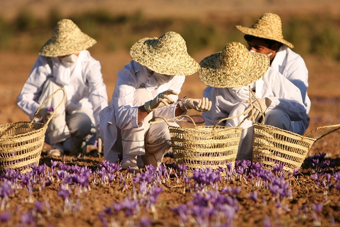 Công việc thu hoạch nhụy hoa nghệ tây dừng lại vào khoảng 9 giờ sáng khi những bông hoa được đưa đến khu vực râm mát để tách ra. Ảnh: Learnpersian