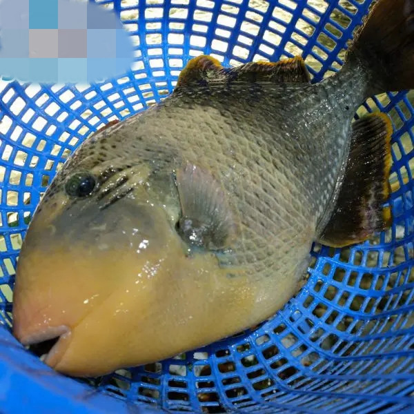 Những năm gần đây, khi du lịch miền Trung phát triển, cá bò giáp trở thành đặc sản trứ danh của vùng này. Ảnh: Haisanhcm