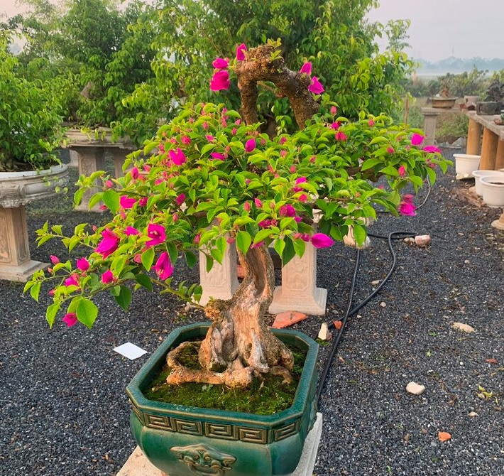 Người thợ càng có kinh nghiệm, am hiểu về cây sẽ cho ra những tác phẩm để đời. Ảnh: Facebook
