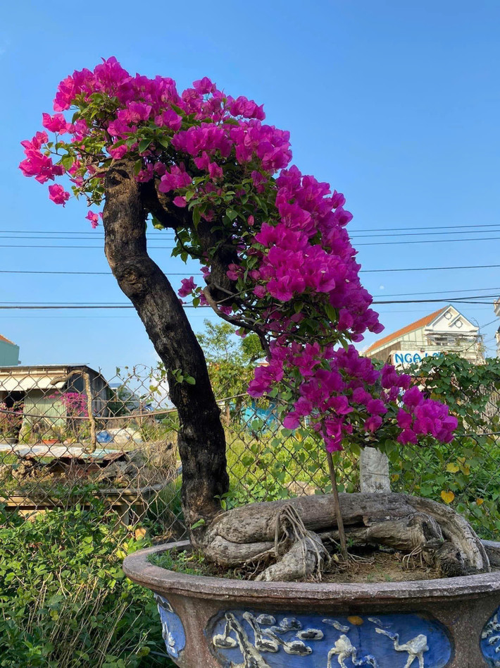 Tùy vào kích cỡ, độ tuổi, màu sắc và dáng thế, những gốc hoa giấy bonsai được bán ra thị trường với mức giá khác nhau, dao động từ vài triệu đến hàng trăm triệu đồng. Ảnh: Facebook