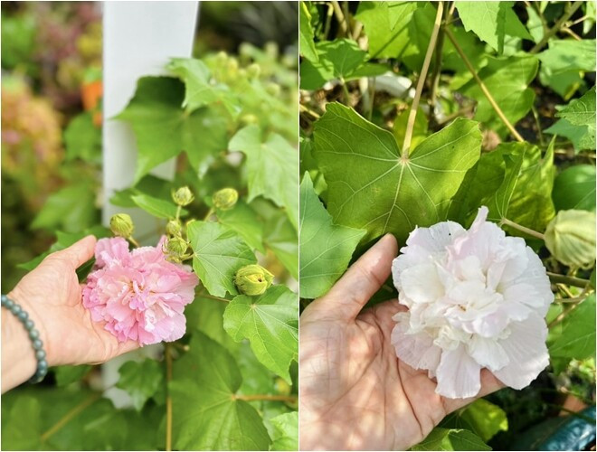 Hoa phù dung sáng màu trắng tinh khôi, chiều hồng tươi rực rỡ. Ảnh: FB Hoàng Thị Mỹ Lệ