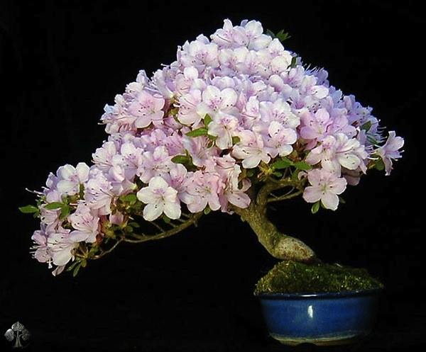 Cây đỗ quyên chỉ cao khoảng 14cm nhưng nở hoa rực rỡ. Hiện, cây được đặt trong một chậu cây theo phong cách Nhật Bản. Ảnh: Abanahomes