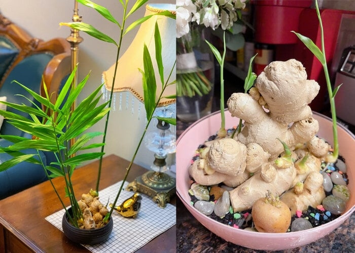 Gừng bonsai được chị em văn phòng ưa chuộng bởi hương thơm nhẹ nhàng, thanh sạch. Ảnh: Toutitao