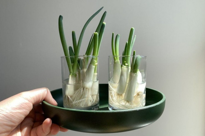 Hành lá trồng trong chậu vừa là tác phẩm bonsai đẹp mắt vừa có thể dùng làm gia vị khi cần. Ảnh: Cleanipedi