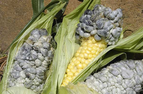 Ở Mexico, từng mảng huitlacoche được tách ra khỏi bắp ngô, sau đó chế biến thành những món ăn truyền thống như món khai vị quesadillas, bánh ngô tamales, súp, hoặc taco. Ảnh: Native