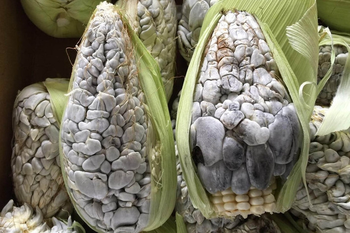 Ở Việt Nam, khách hàng có thể mua được nấm mốc huitlacoche đóng hộp với giá khoảng 385.000 đồng/hộp 380g. Ảnh: Native