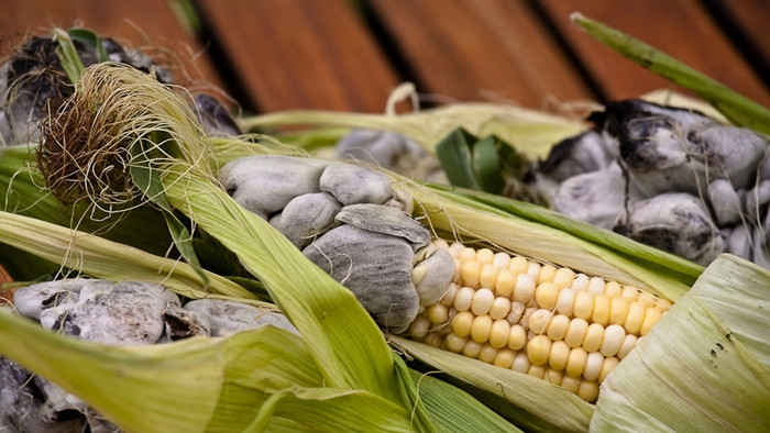"Huitlacoche" có nghĩa là bệnh than ngô. Đây là một loại bệnh gây hại cho cây, xuất phát từ nấm Ustilago maydis, phổ biến ở các vùng trồng ngô trên thế giới. Ảnh: Wahaca